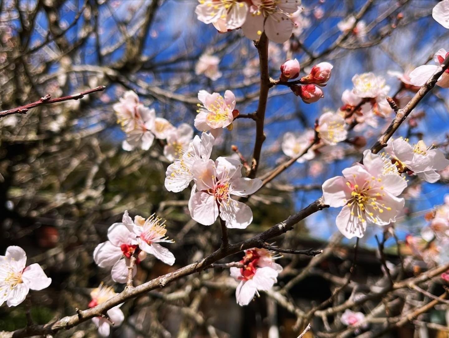Fuji-Hakone Guest House Εξωτερικό φωτογραφία